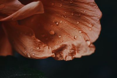 Close-up of wet rose