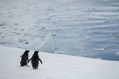 Adélie penguins in hope bay on trinity peninsula, the northernmost part of the antarctic peninsula.