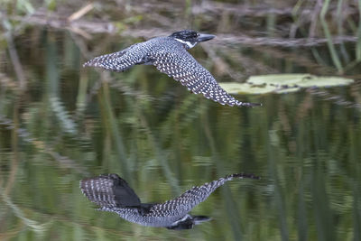 Bird flying over lake