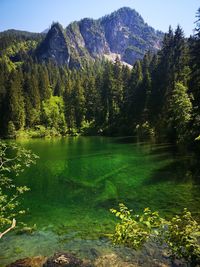 Scenic view of lake by trees in forest