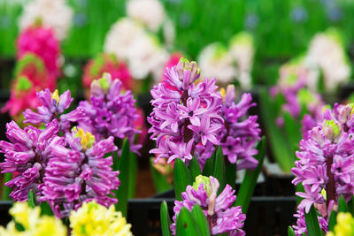 Close-up of pink flowering plants