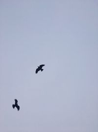 Low angle view of eagle flying against sky
