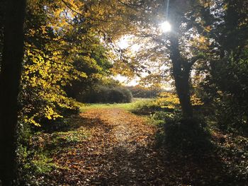 Trees in forest during autumn