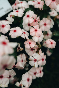 Close-up of white cherry blossom