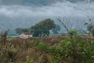 Scenic view of agricultural field against sky