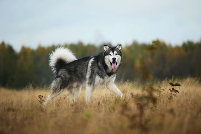 Dog running in field