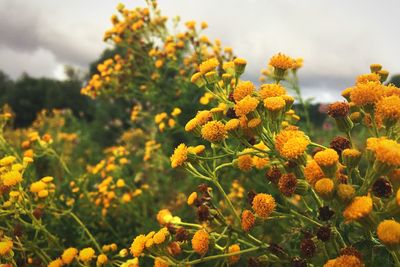 Close-up of flowers blooming in field