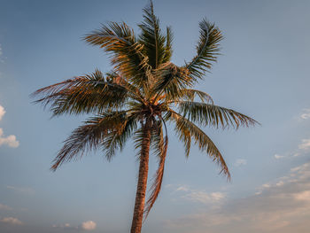 Low angle view of palm tree against sky