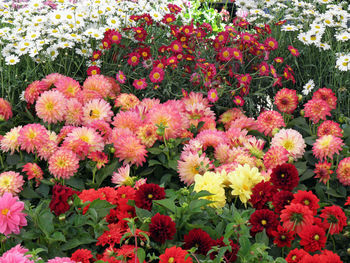 Red flowers blooming outdoors