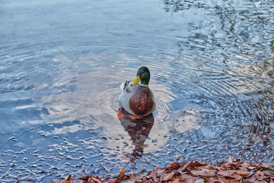 High angle view of duck swimming in lake