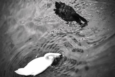 High angle view of duck swimming in sea