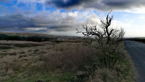 Bare tree on landscape against sky