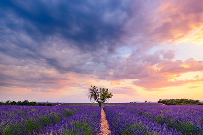 Scenic view of field against cloudy sky during sunset