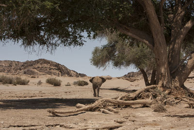 Rear view of elephant walking by tree on field