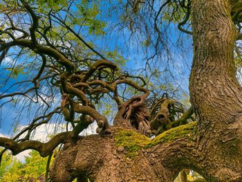 Low angle view of trees in forest