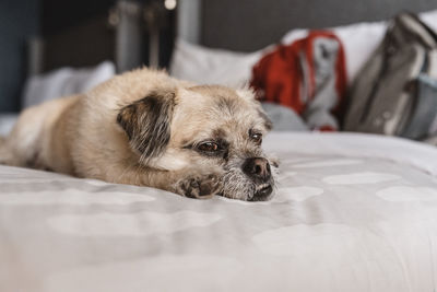 Portrait of dog resting on bed at home