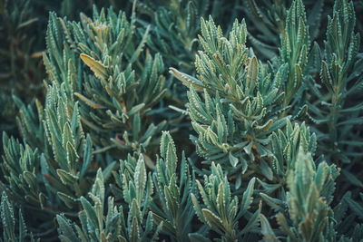 Close-up of pine tree