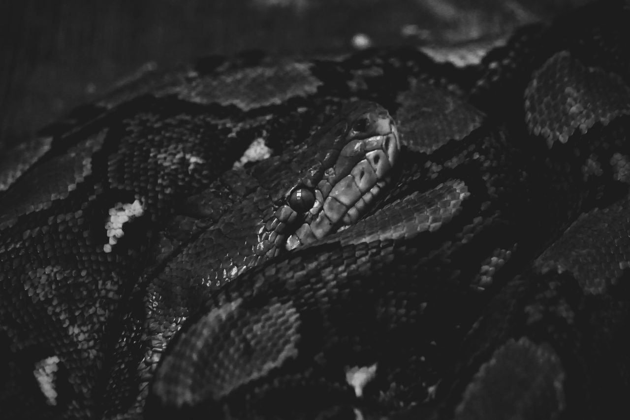 black, black and white, monochrome, reptile, close-up, monochrome photography, animal, no people, animal themes, macro photography, one animal, animal wildlife, darkness, wildlife, nature, animal body part, indoors, snake, selective focus
