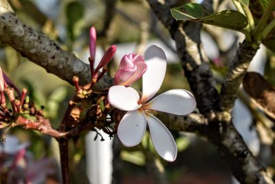 Close-up of fresh white pink flowers on tree