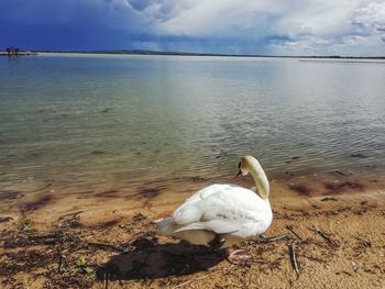 Swan on sea shore against sky