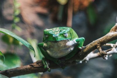 Close-up of frog on branch