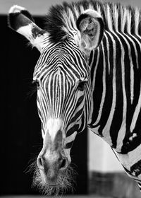 Close-up of zebra