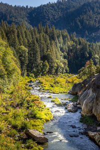 Scenic view of river amidst trees in forest