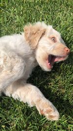 Close-up of a dog on field