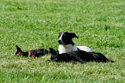 Two dogs relaxing on grass