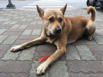 Portrait of dog lying on footpath