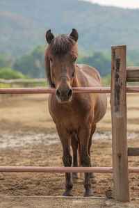 Portrait of horse standing in ranch