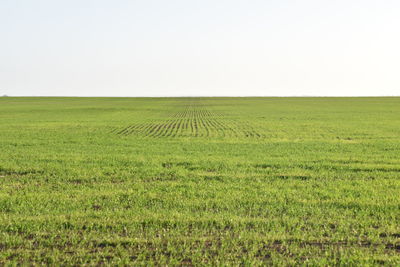 Scenic view of field against clear sky