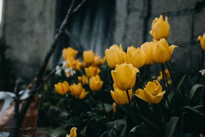 Close-up of yellow flowering plants