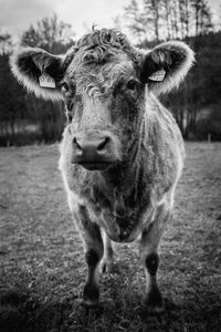 Close-up portrait of a cow