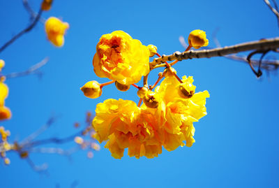 Low angle view of yellow flowering plant against blue sky