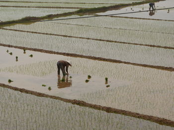 Farmers planting rice plants in paddy