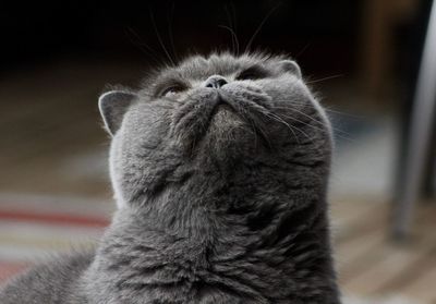 Close-up of a british shorthaired cat cat looking away