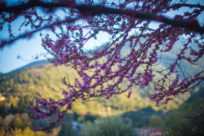 Close-up of cherry blossom tree against sky