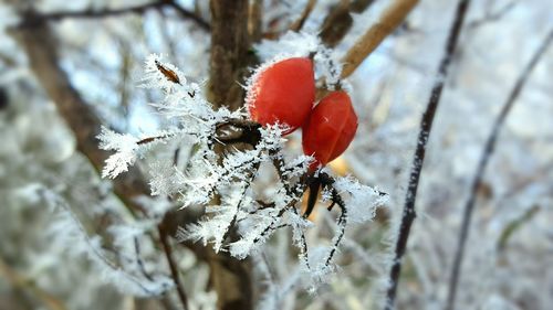 Close-up of snow on tree