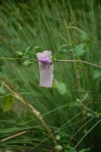 Close-up of purple flowering plant on field