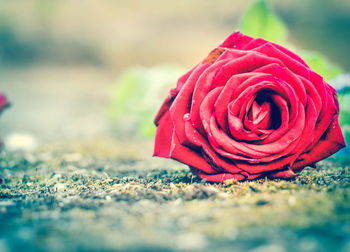 Close-up of red rose on field