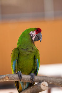 Military macaw bird ara militaris perches in captivity in florida