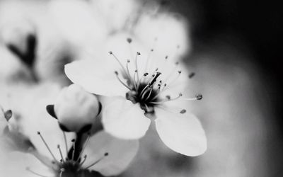 Close-up of flower blooming outdoors