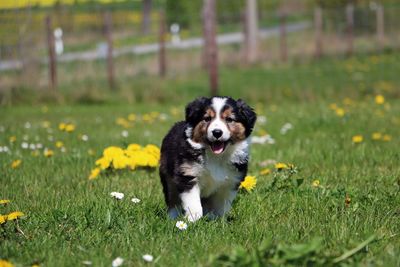 Dog on field