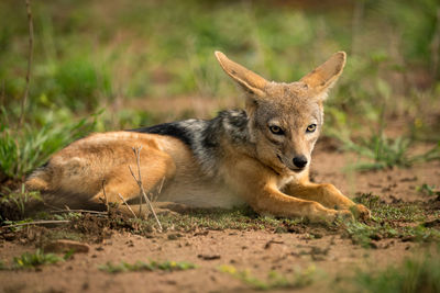 Jackal lying on field