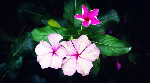 Close-up of pink flowers