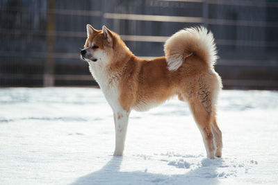 Full length of dog standing on snow