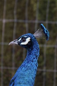 Close-up of a peacock