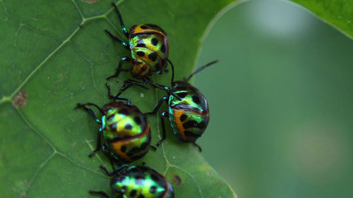 Close-up of insect on leaf