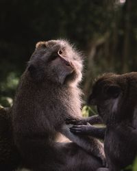 Close-up of a monkey